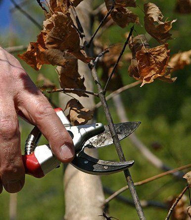 Expert Tips to Prevent DIY Tree Care Mistakes