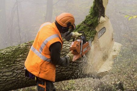 How To Find The Best Tree Surgeon in East Grinstead?